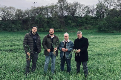 Keşan'da yağışlar verimi artırdı, hastalık riskini büyüttü